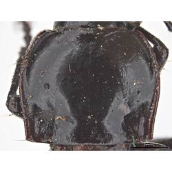 Detail of thorax of black beetle specimen.