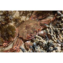 Red-brown coloured crab with orange outline.