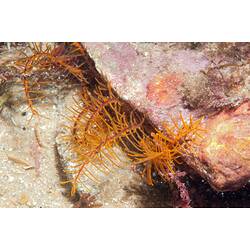 Orange feather star arms protruding from rock crevice.
