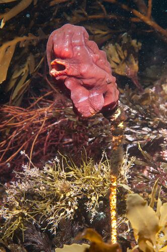 <em>Pyura</em> sp., ascidian. Bunurong Marine National Park, Victoria.