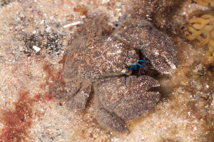 <em>Lomis hirta</em>, Hairy Stone Crab. Bunurong Marine National Park, Victoria.