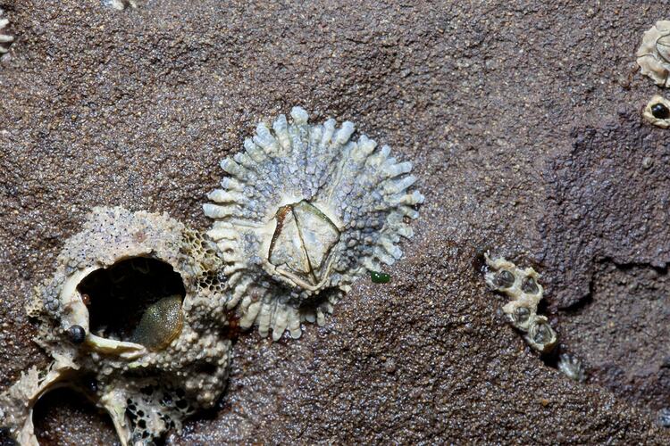 <em>Tesseropora rosea</em>, Rose Barnacle. Bunurong Marine National Park, Victoria.