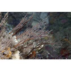 Class Hydrozoa, hydroid. Bunurong Marine National Park, Victoria.