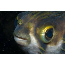 <em>Diodon nicthemerus</em>, Globefish. Mornington Jetty, Port Phillip, Victoria.