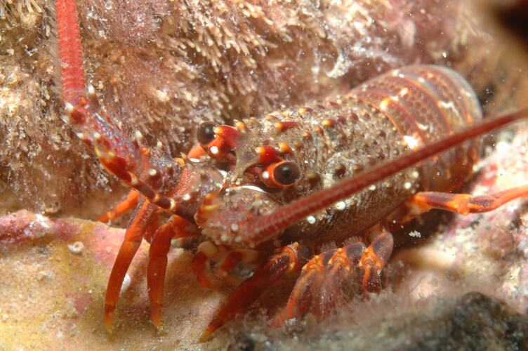 Orange-red rock lobster on rocky sea bottom.