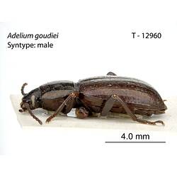 Beetle specimen, lateral view.