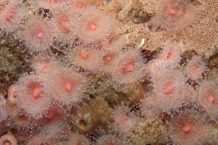 <em>Corynactis australis</em>, Jewel Anemone. Wilsons Promontory National Park, Victoria.