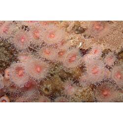 <em>Corynactis australis</em>, Jewel Anemone. Wilsons Promontory National Park, Victoria.