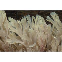 Phylum Bryozoa, lace coral. Wilsons Promontory National Park, Victoria.