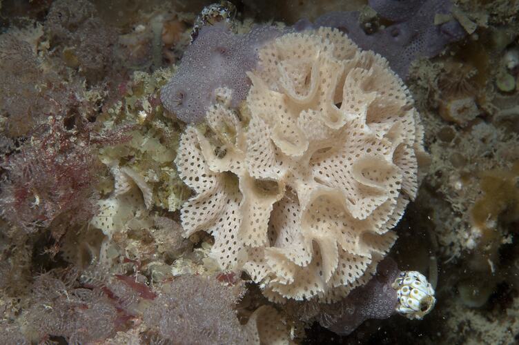 Phylum Bryozoa, lace coral. Wilsons Promontory National Park, Victoria.