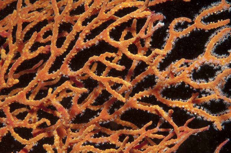 Subclass Octocorellia, gorgonian coral. Wilsons Promontory National Park, Victoria.