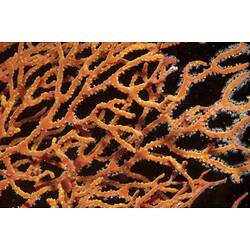 Subclass Octocorellia, gorgonian coral. Wilsons Promontory National Park, Victoria.