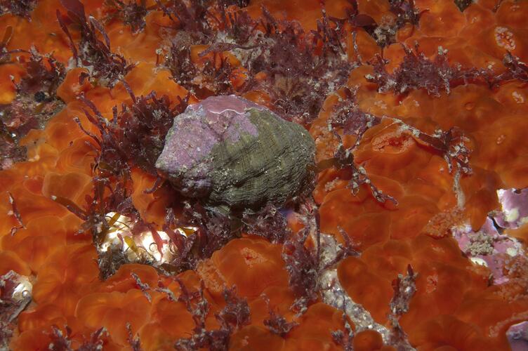 Class Gastropoda, marine snail. Wilsons Promontory National Park, Victoria.