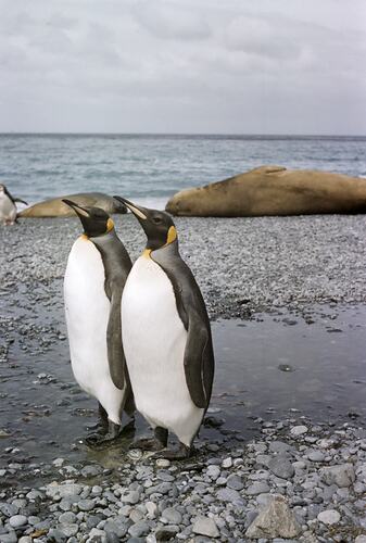 King Penguins, Macquarie Island, Tasmania, 1950