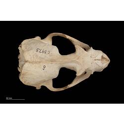 Dorsal view of seal skull.