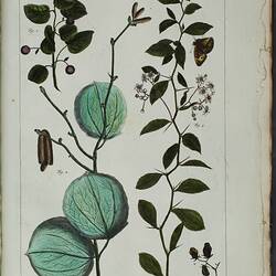Rare Book - Albertus Seba, Locupletissimi Rerum Naturalium Thesauri, Planches Tome 1 & 2, Amsterdam, Janssonio-Waesbergios,1734-1735