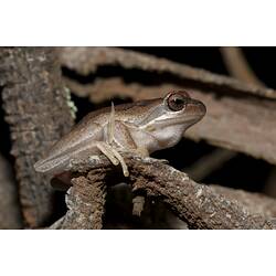 Pale frog on a branch.