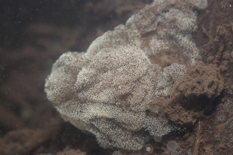 Phylum Porifera, freshwater sponge. Grampians National Park, Victoria.