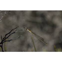 A Damselfly clinging to a twig, wings folded back.