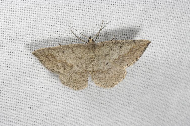 <em>Taxeotis intextata</em>, Geometrid moth. Grampians National Park, Victoria.