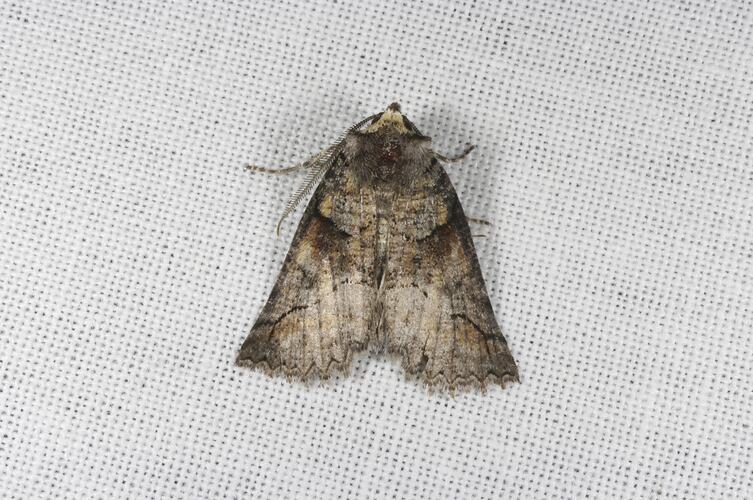 <em>Nisista</em> sp., moth. Grampians National Park, Victoria.