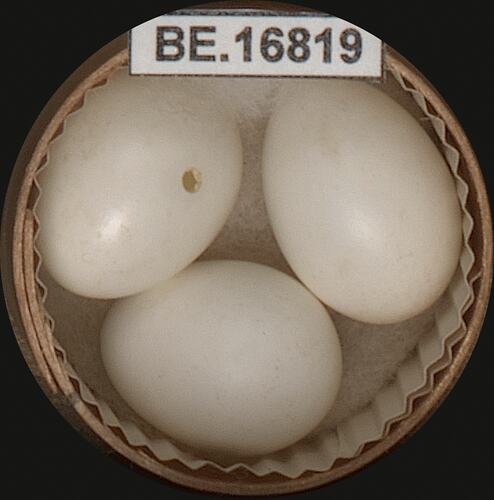 Three bird eggs with specimen label in round box.