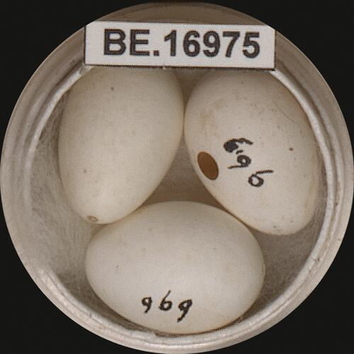 Three bird eggs with specimen label in round box.