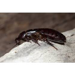 <em>Panesthia</em> sp., Wood cockroaches. Grampians National Park, Victoria.