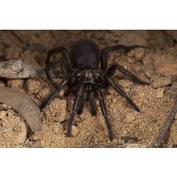 <em>Stanwellia</em> sp., funnel-web trapdoor spider. Grampians National Park, Victoria.