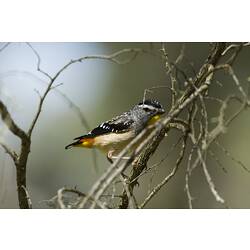 A Spotted Pardalote perched on a thin tree branch.
