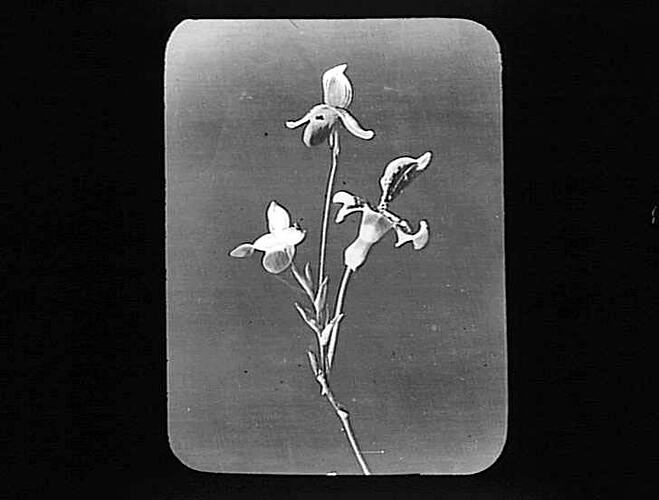 Lantern Slide
