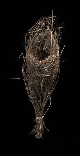 Bird nest nestled in reeds against black background.