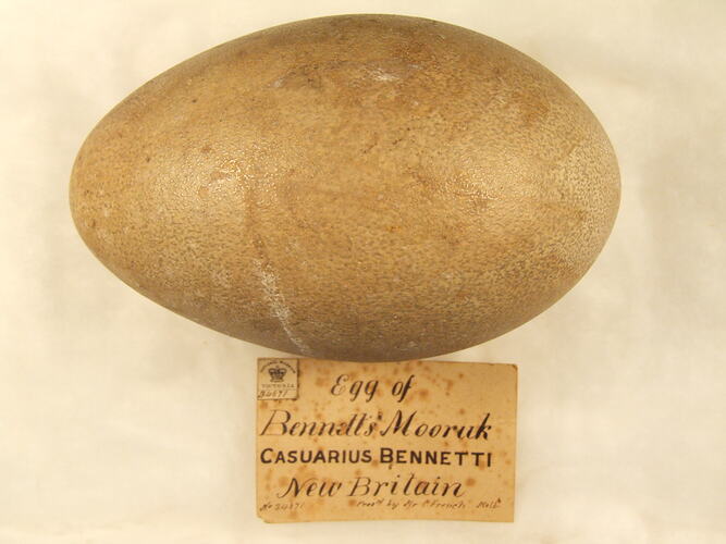 Bird egg and specimen label.