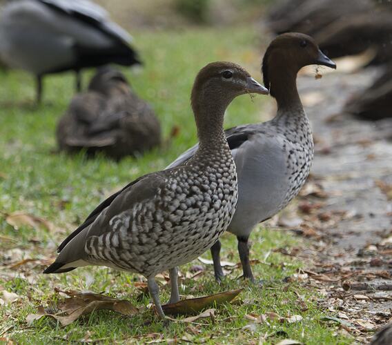 Two grey and brown ducks standing beside each other.