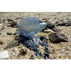 A Blue-bottle washed up on a beach.