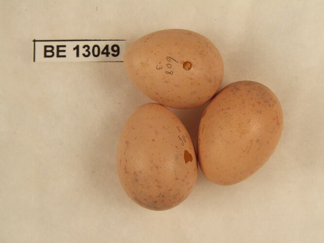 Three bird eggs with specimen label.