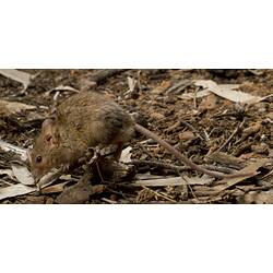 House Mouse.
