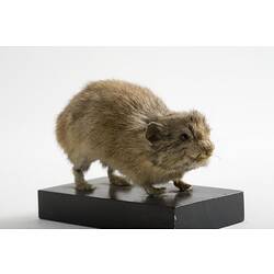 <em>Ochotona alpina</em>, Alpine Pika, mounted specimen. Registration no. C 30033.