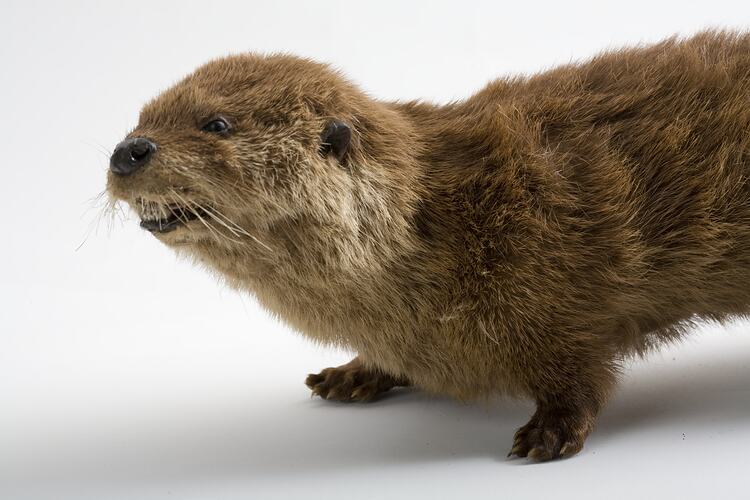 Taxidermied Southern River Otter.