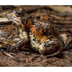 Orange and brown frog on orange-brown soil surface.