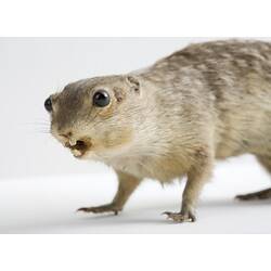 Taxidermied rodent specimen with protruding eyes.