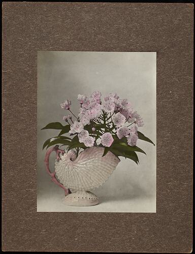Still life of pink and white kalmia flowers in a shell shaped vase.