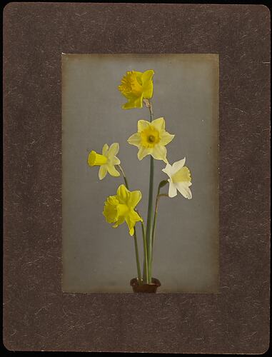 Still life of white and yellow daffodil flowers in an ornate vase.
