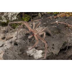 Long-legged, flat spider on rock.