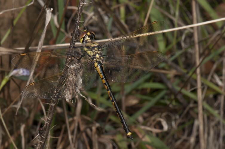 <em>Hemicordulia tau</em>, Tau Emerald Dragonfly. Budj Bim Cultural Heritage Landscape, Victoria.