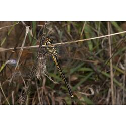 <em>Hemicordulia tau</em>, Tau Emerald Dragonfly. Budj Bim Cultural Heritage Landscape, Victoria.
