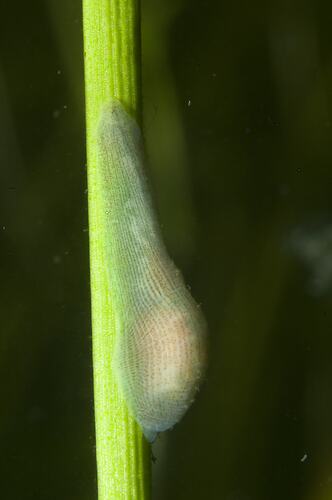 Pale leech on plant stem.