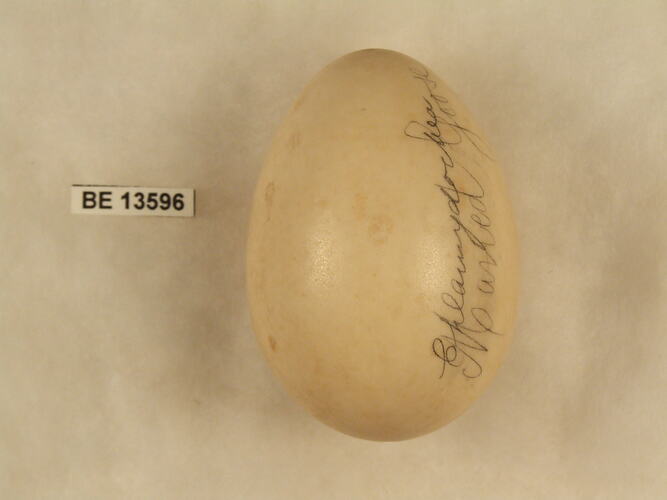 Bird egg with specimen label.