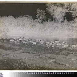 Cows on River Bank, circa 1910-1930