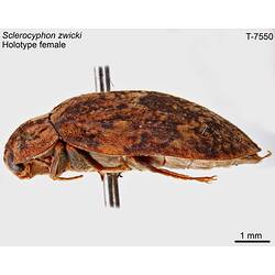 Aquatic beetle specimen, female, lateral view.